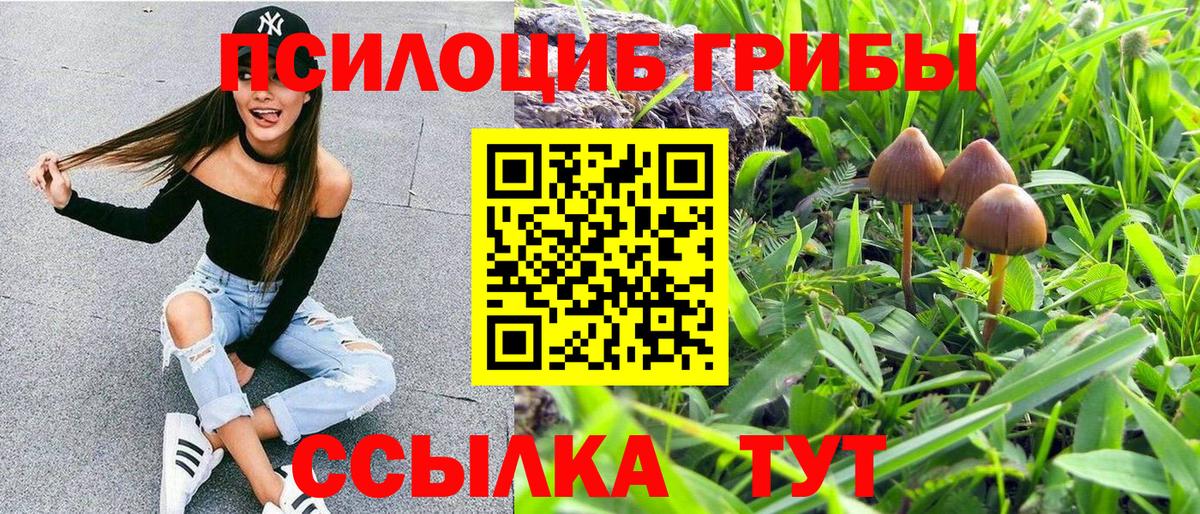 Донской  Псилоцибиновые грибы мицелий  Вход с VPN 